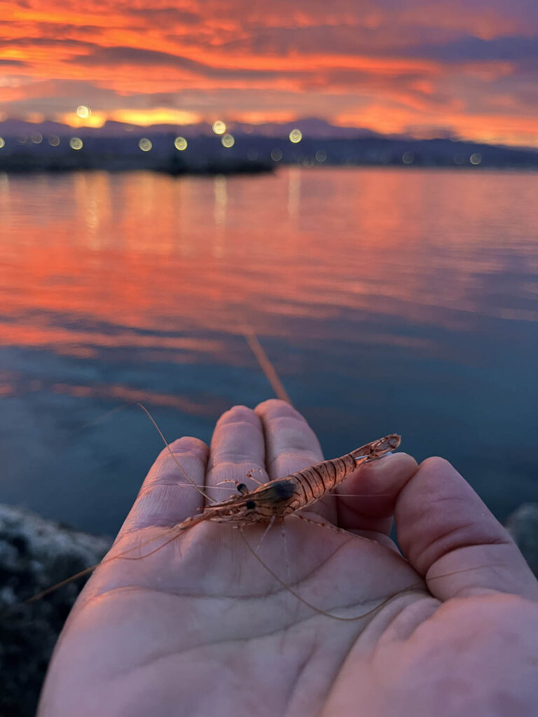 pesca a bolognese innesco del gambero