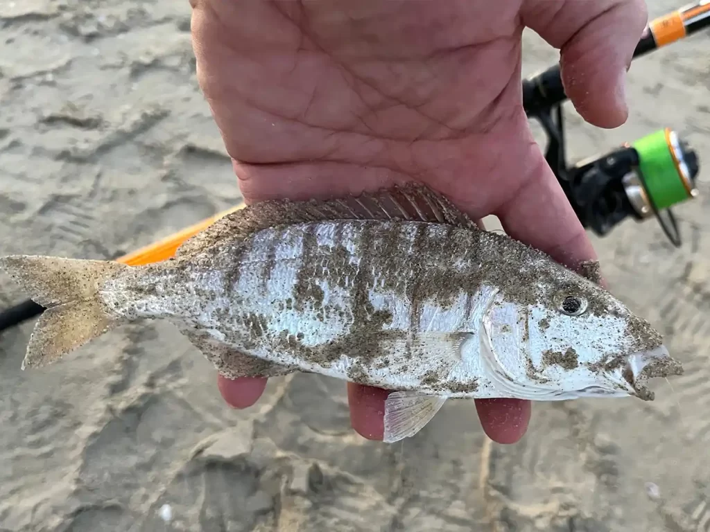 pesca dalla spiaggia-mormora